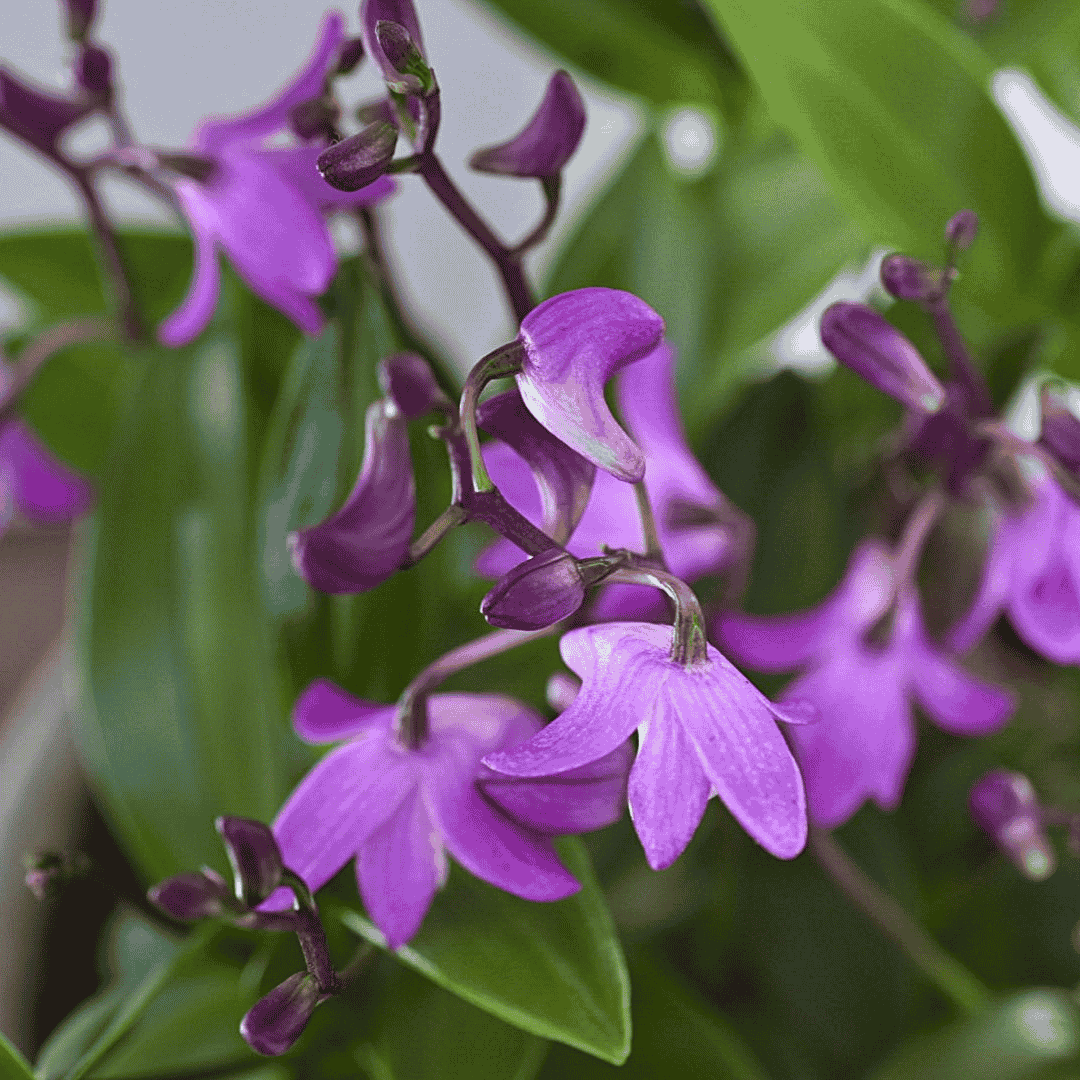 Dendrobium Kingianum Rosa -