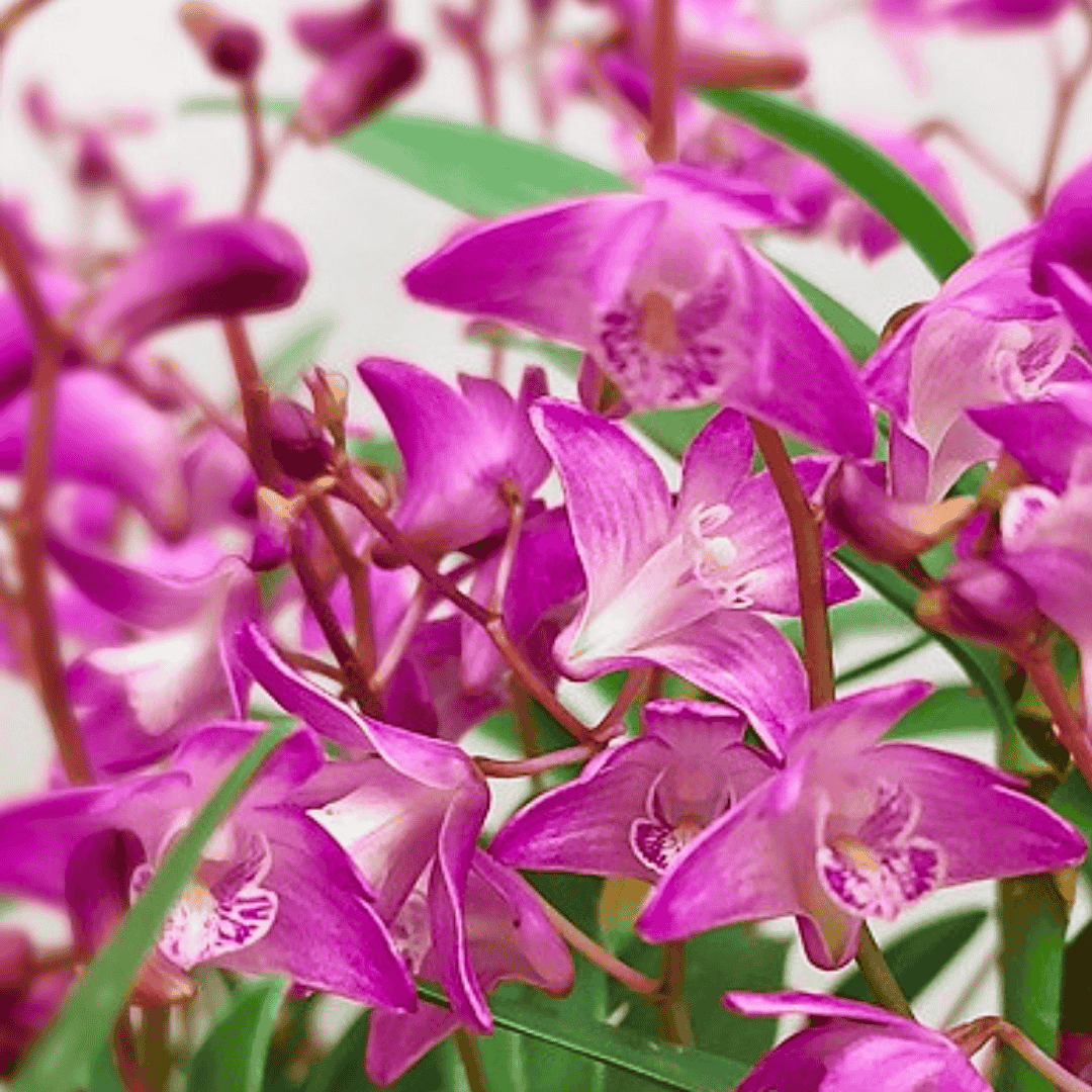 Dendrobium Kingianum Rosa -