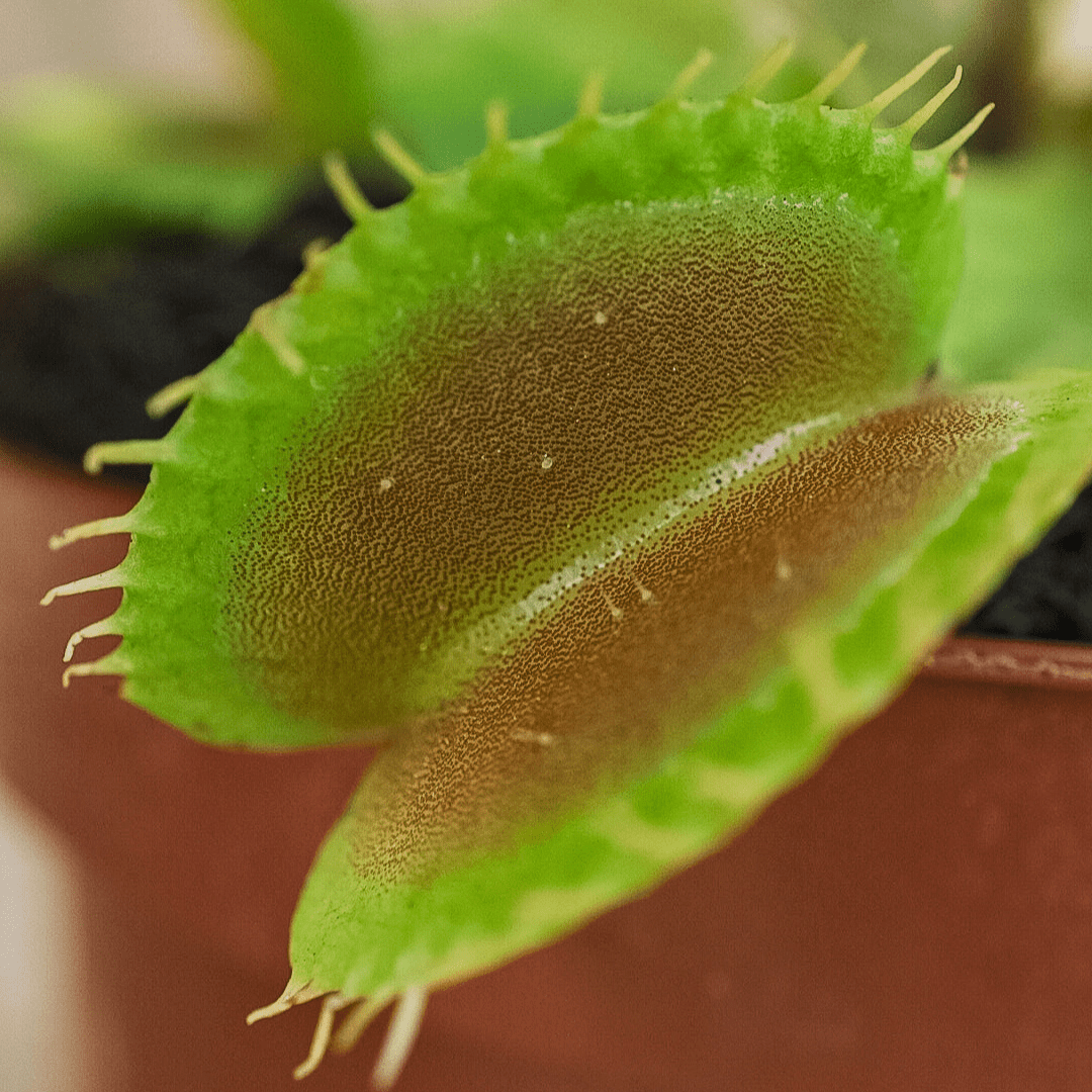 Dionea Muscipula -