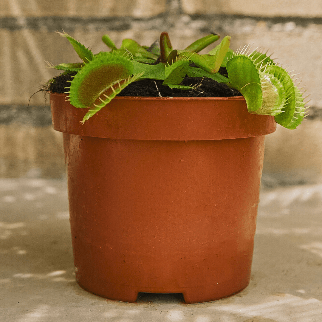 Dionea Muscipula -