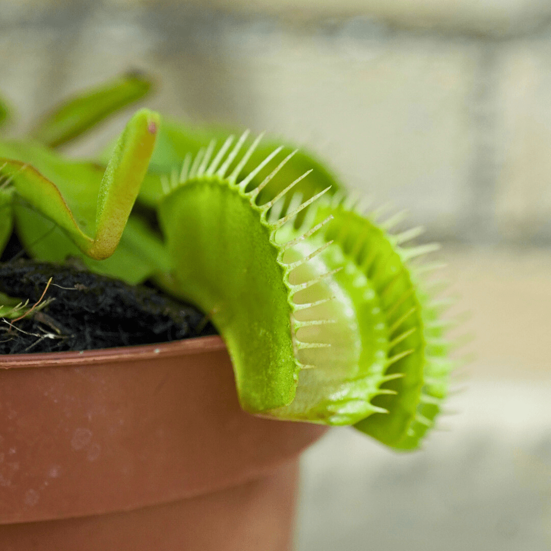 Dionea Muscipula -