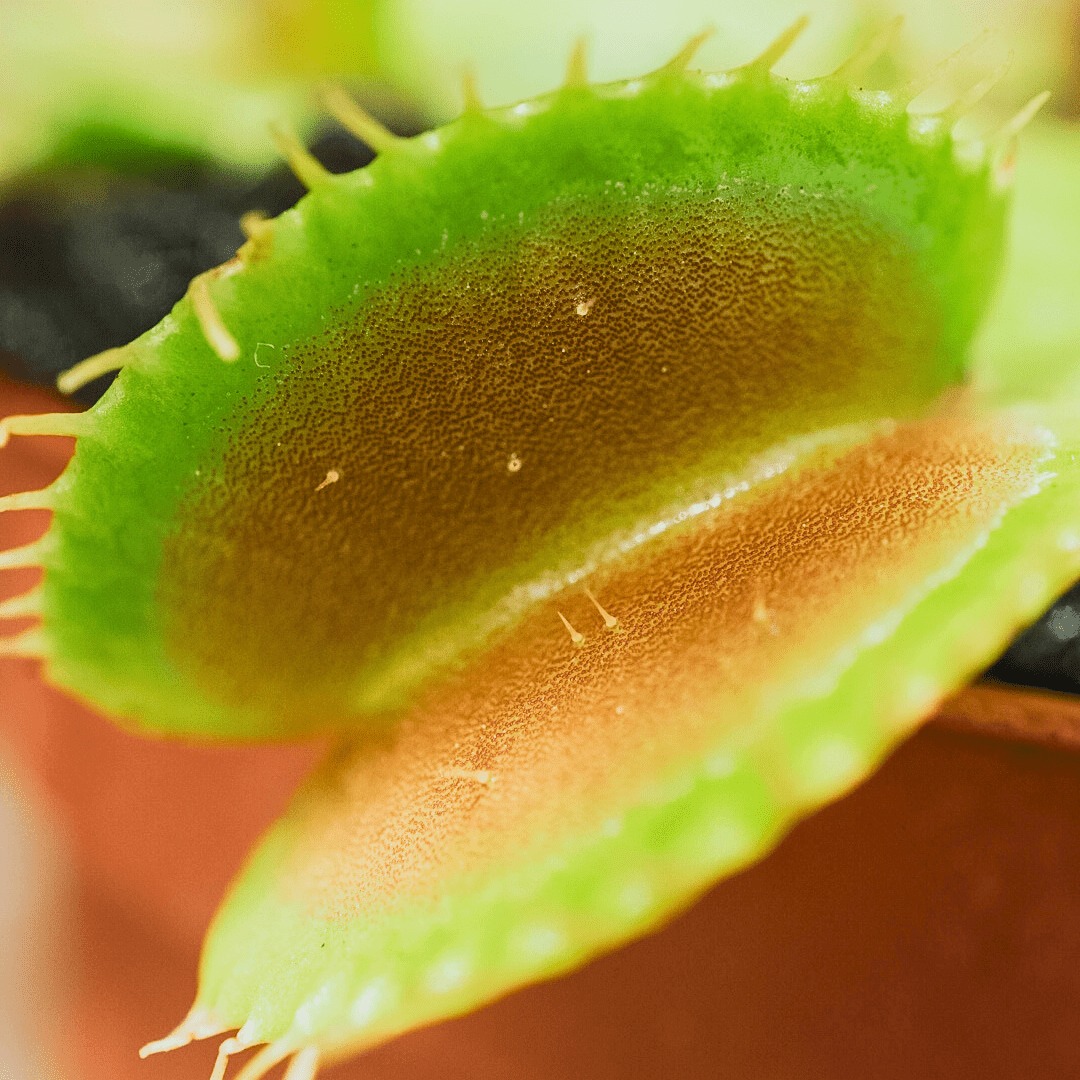 Dionea Muscipula -