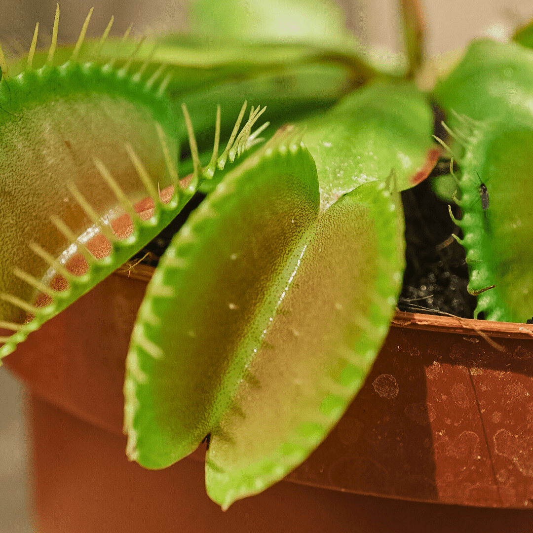 Dionea Muscipula -