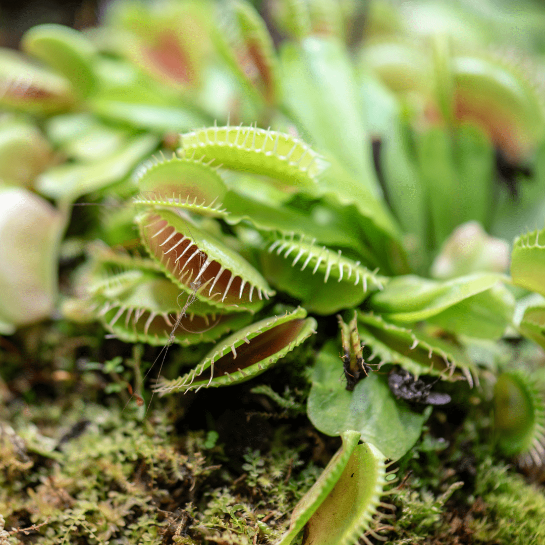 Dionea Muscipula -
