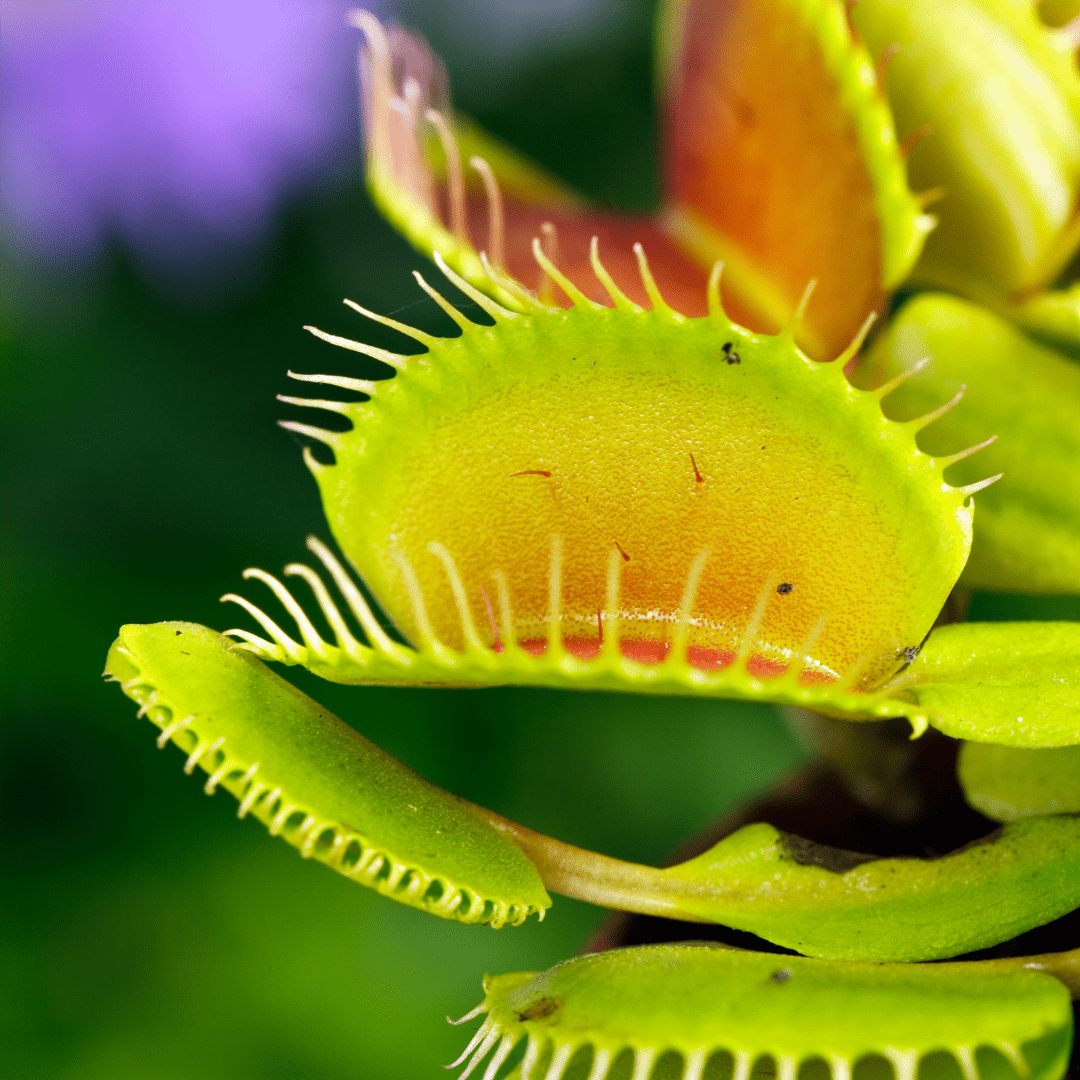 Dionea Muscipula -