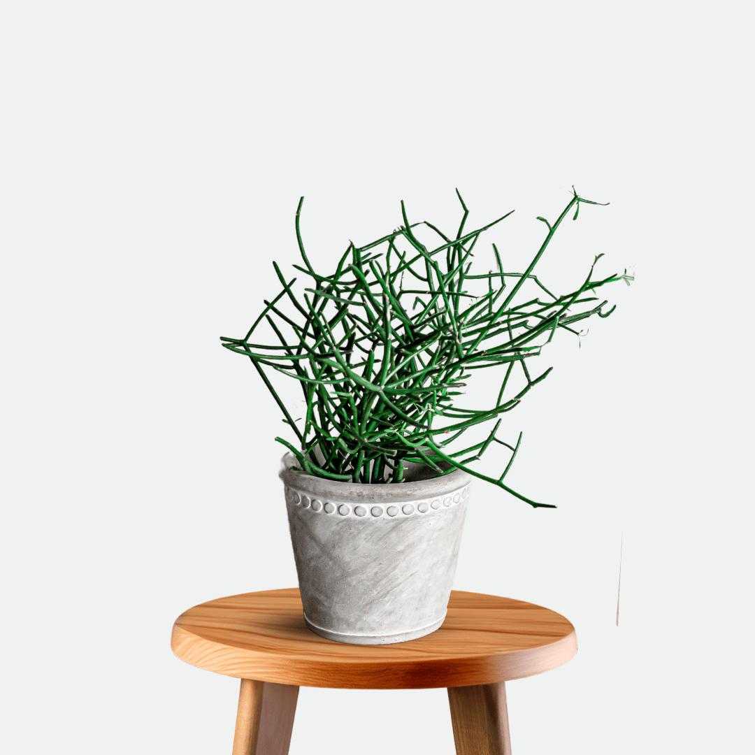 Euphorbia Tirucalli -