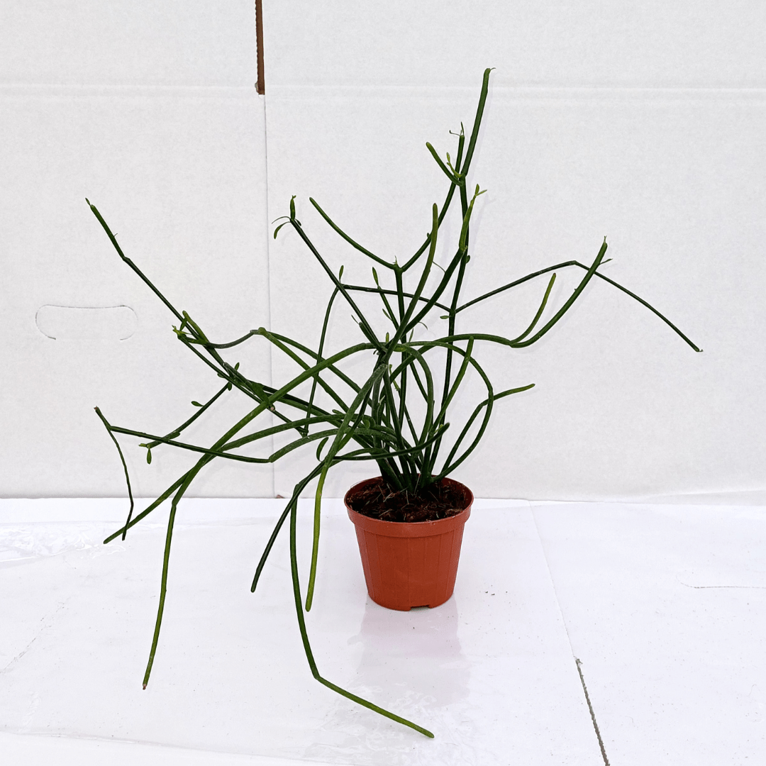 Euphorbia Tirucalli -