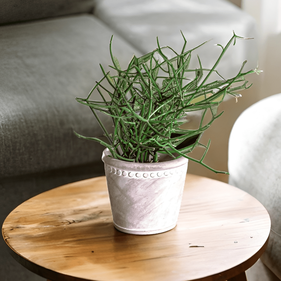 Euphorbia Tirucalli -