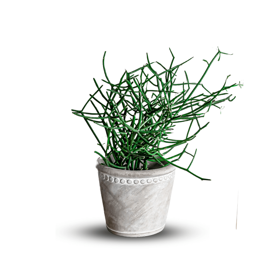Euphorbia Tirucalli -