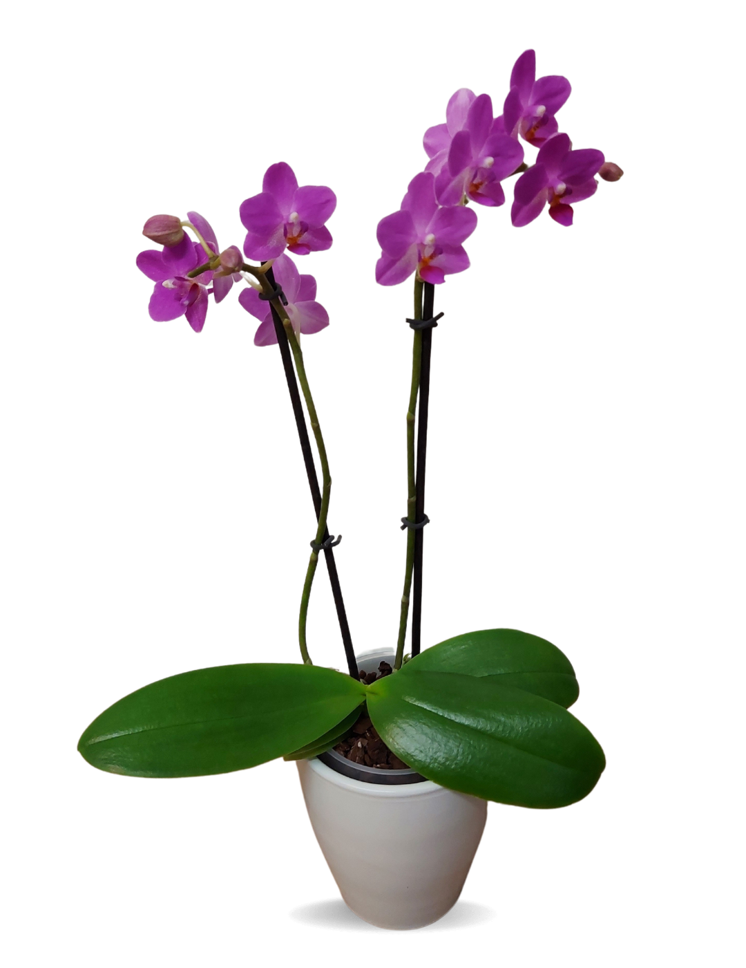 Phalaenopsis Martina Ø9