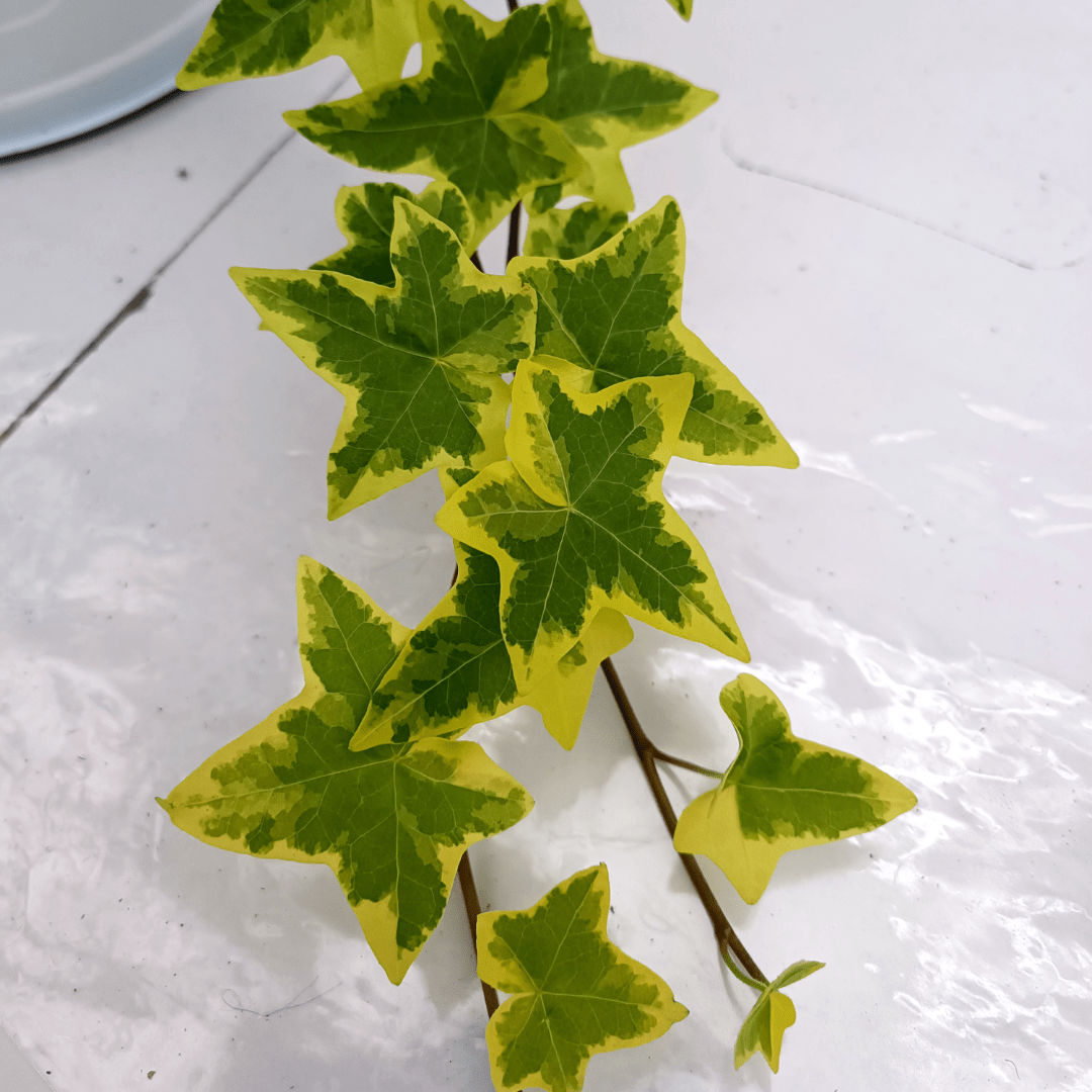 Hedera Helix Variegata Ø9 -