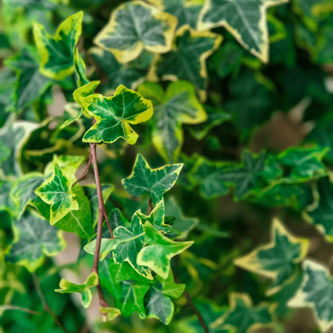 Hedera Helix Variegata Ø9 -