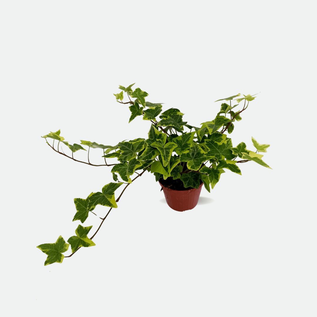 Hedera Helix Variegata Ø9 -