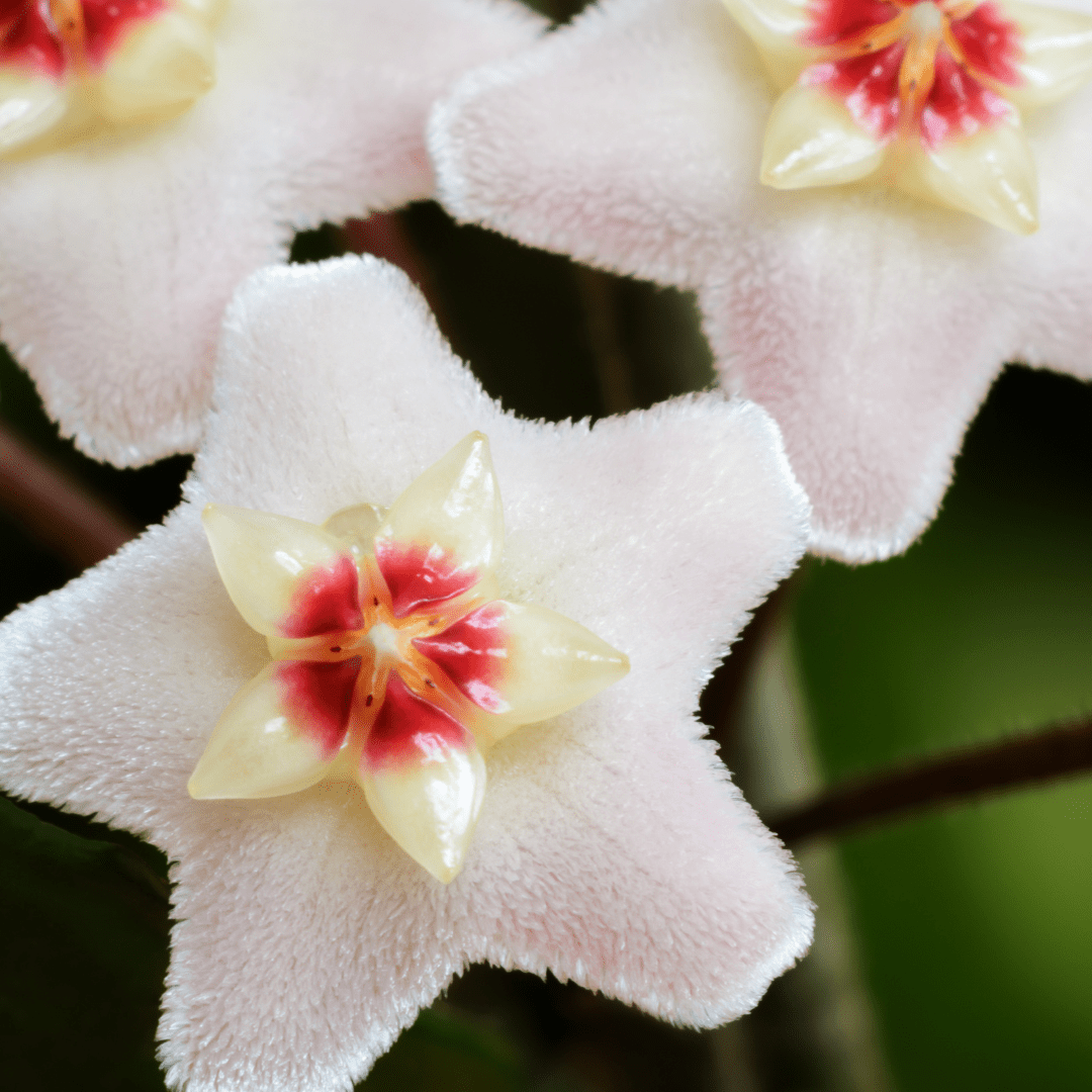 Hoya Carnosa Gracilis Ø9 -
