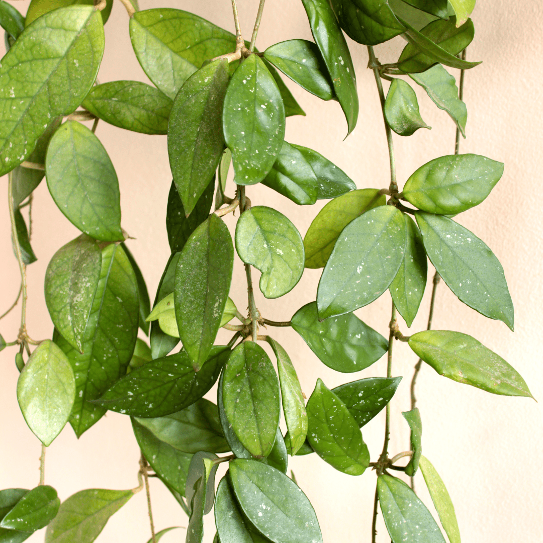 Hoya Carnosa Gracilis Ø9 -