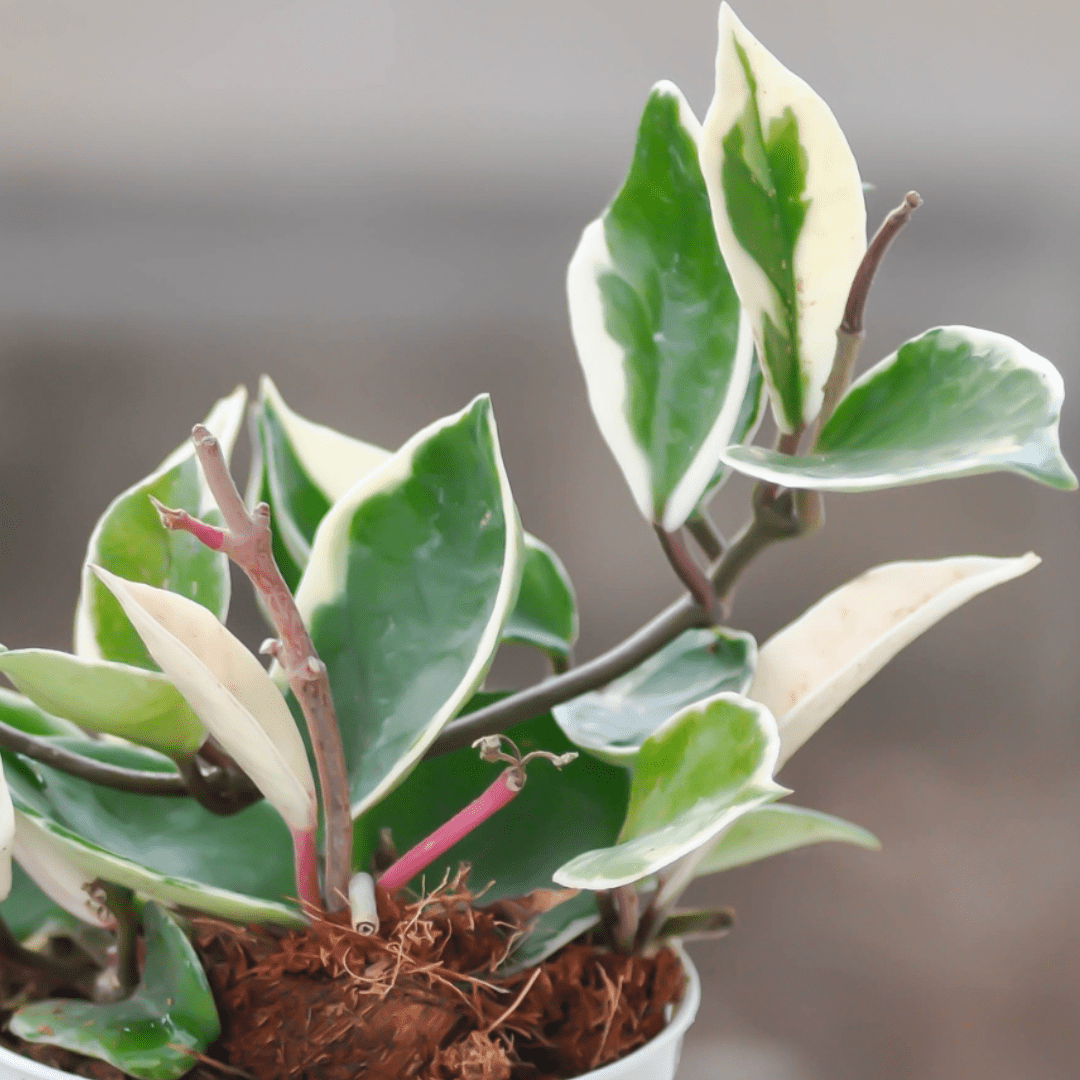 Hoya Carnosa Krimson Queen Ø9 -
