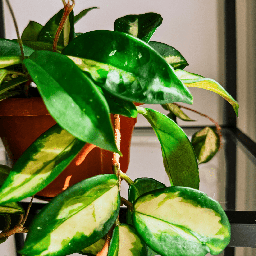 Hoya Carnosa Tricolor Ø14 -