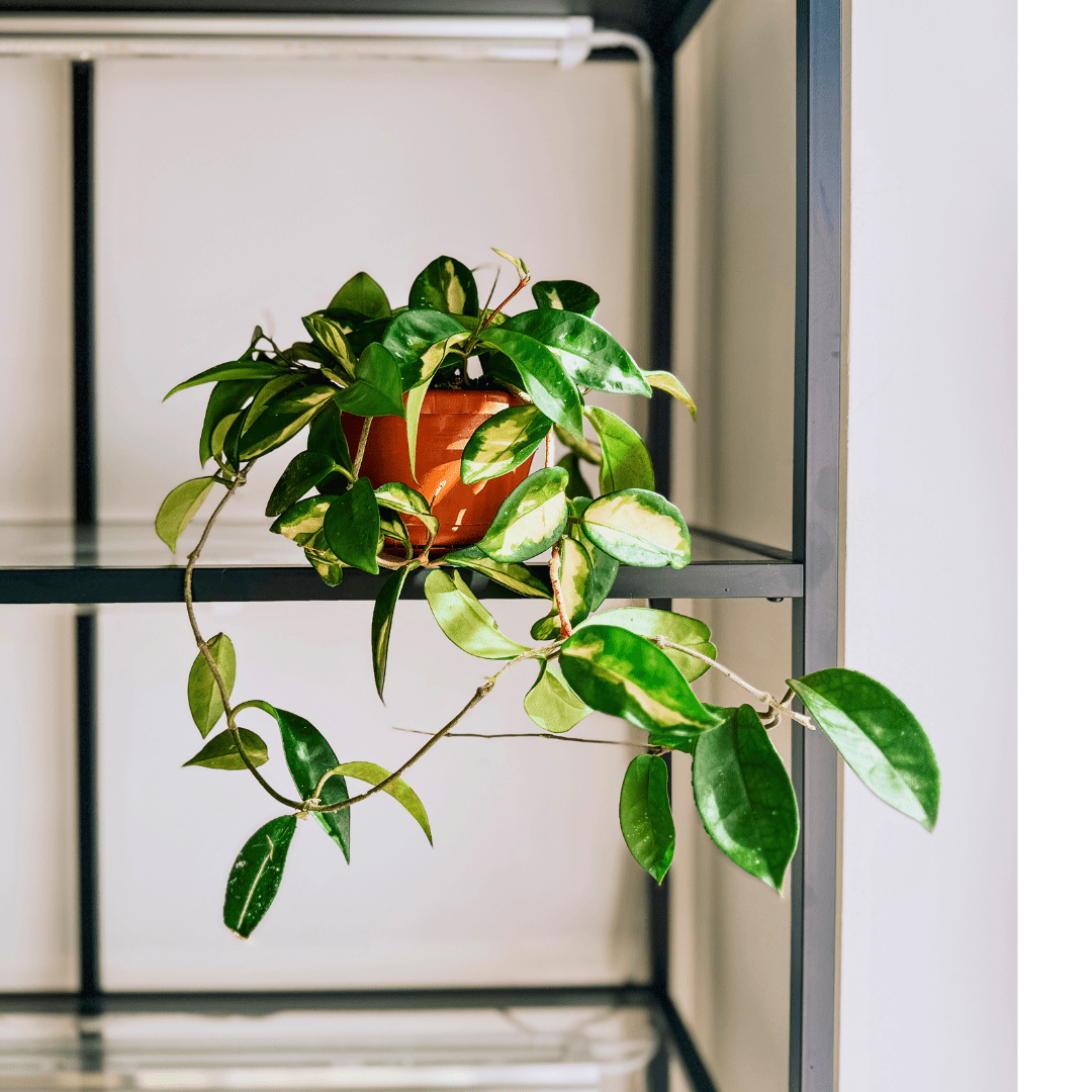 Hoya Carnosa Tricolor Ø14 -