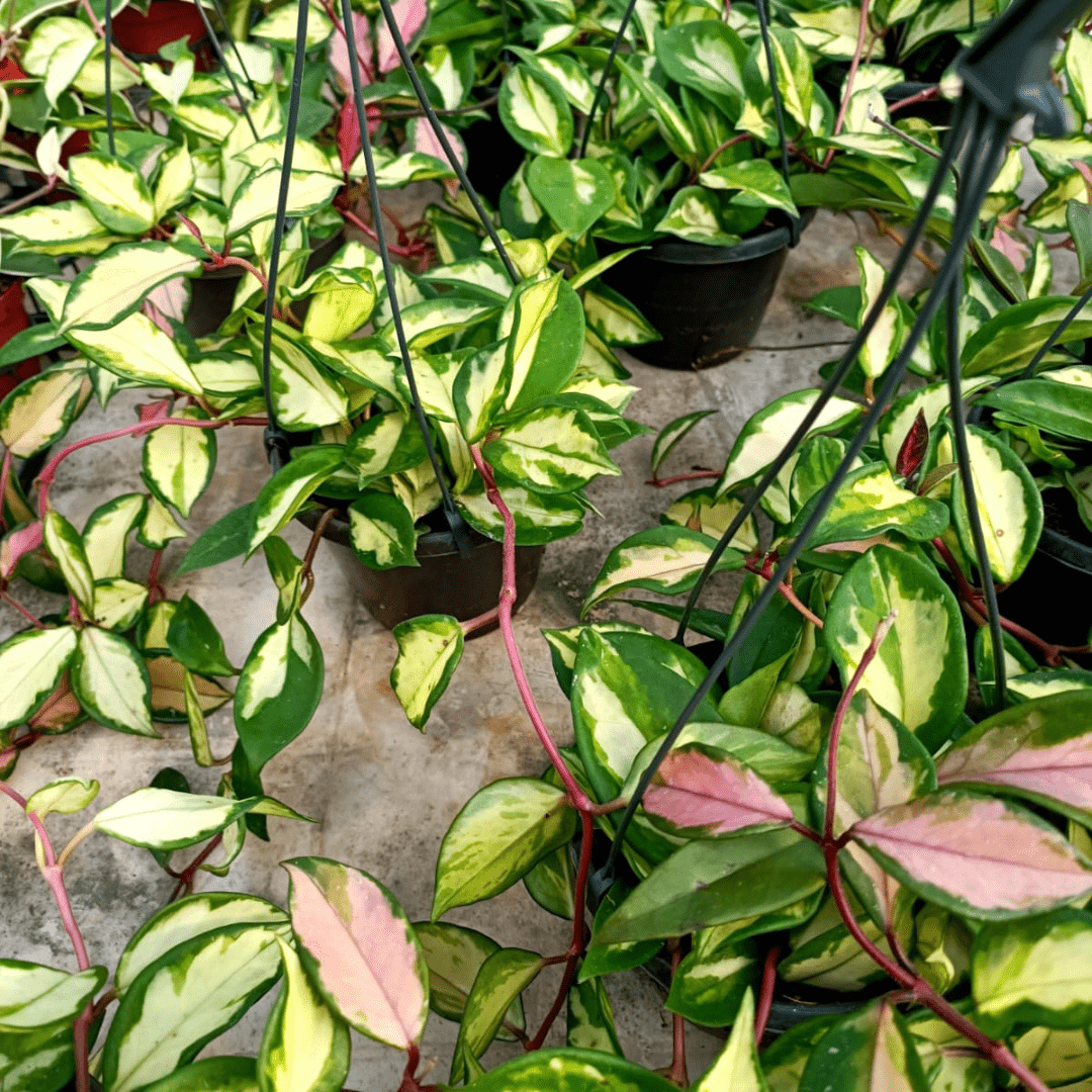 Hoya Carnosa Tricolor Ø14 -