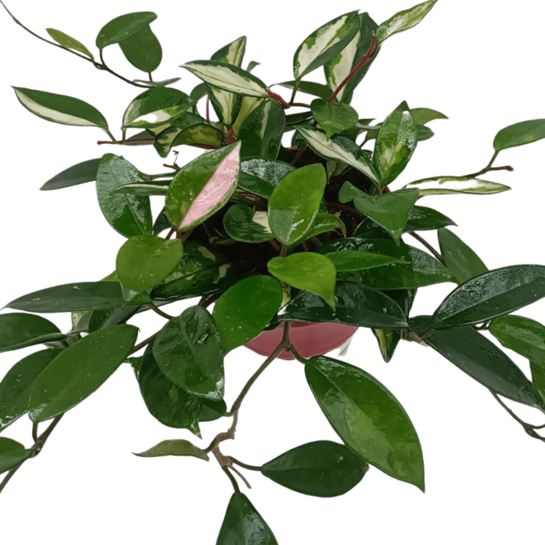 Hoya Carnosa Tricolor Ø14 -