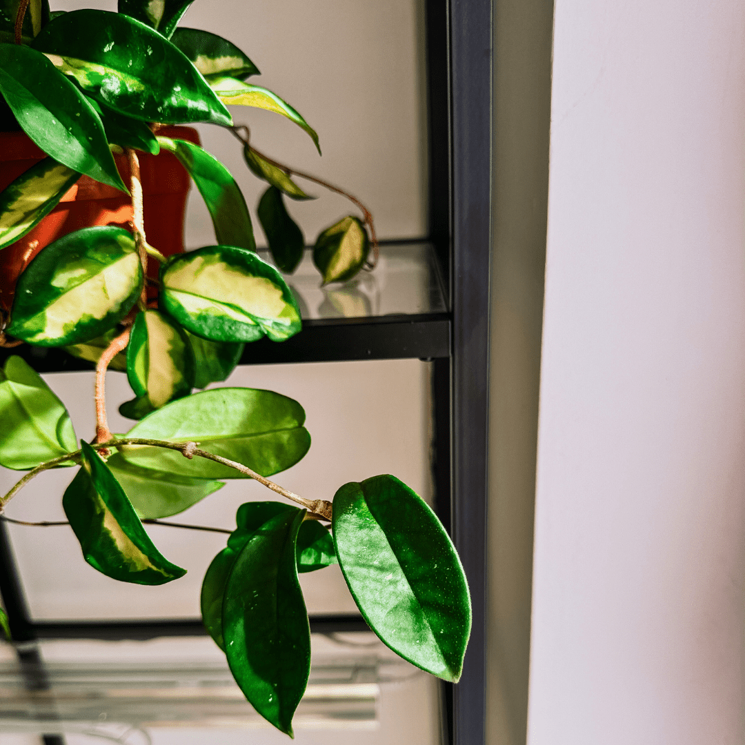 Hoya Carnosa Tricolor Ø14 -