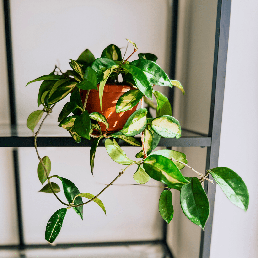Hoya Carnosa Tricolor Ø14 -