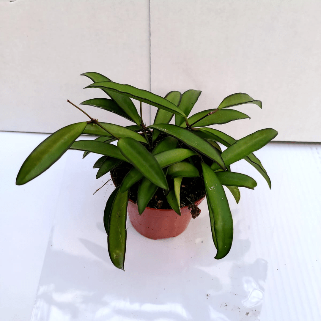 Hoya Carnosa Wayetii -
