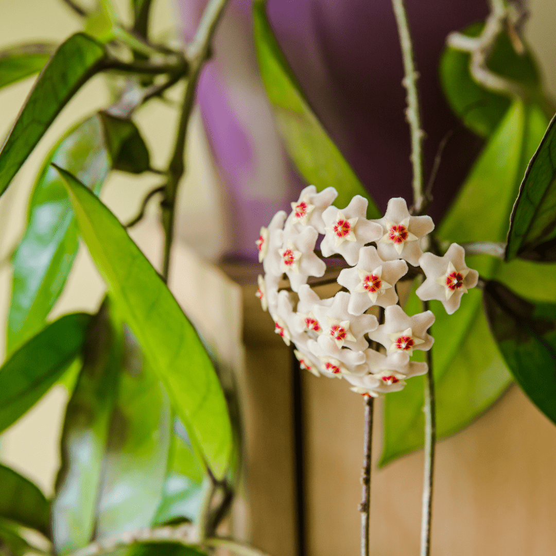 Hoya Carnosa Wayetii -