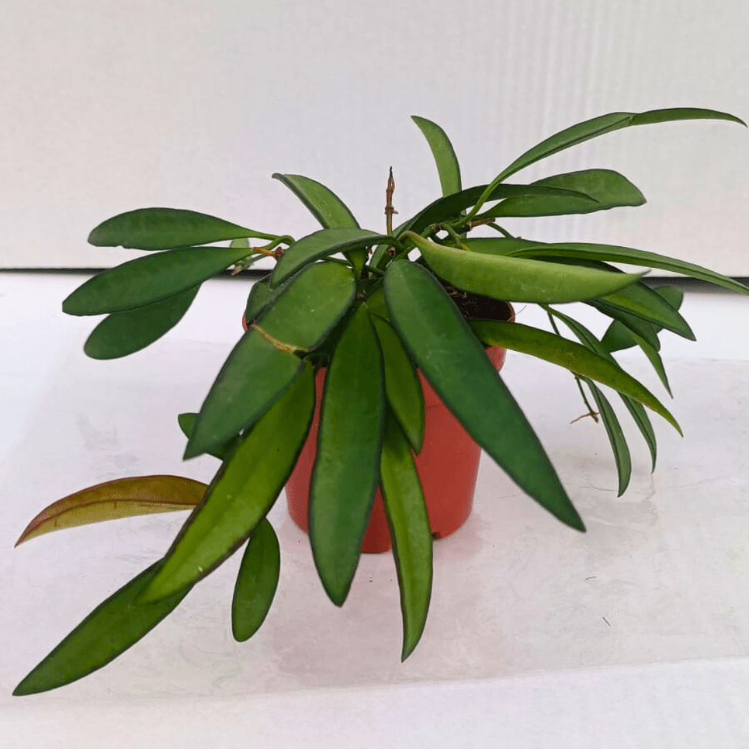 Hoya Carnosa Wayetii -