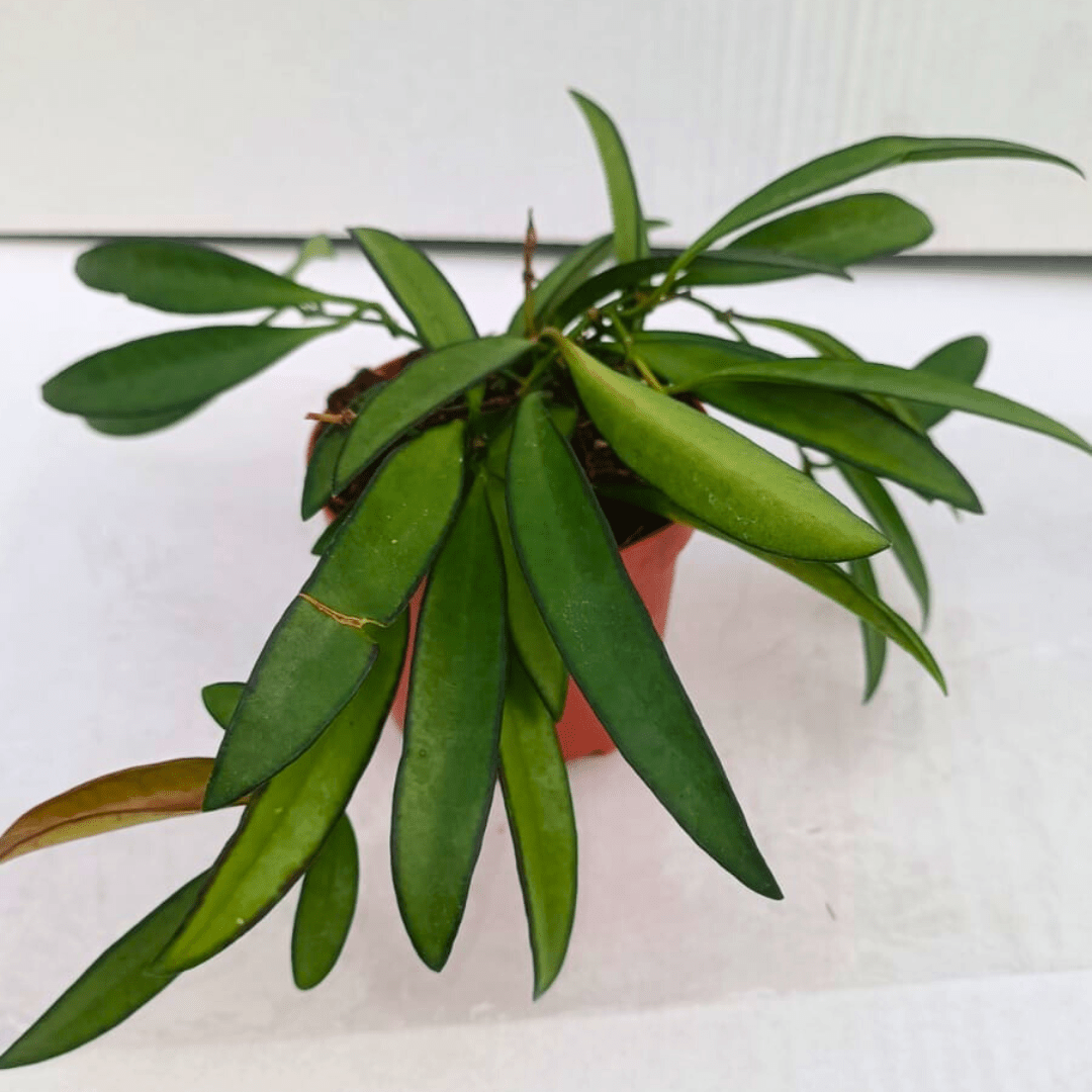 Hoya Carnosa Wayetii -