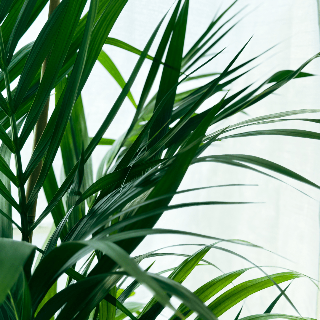 Kentia -