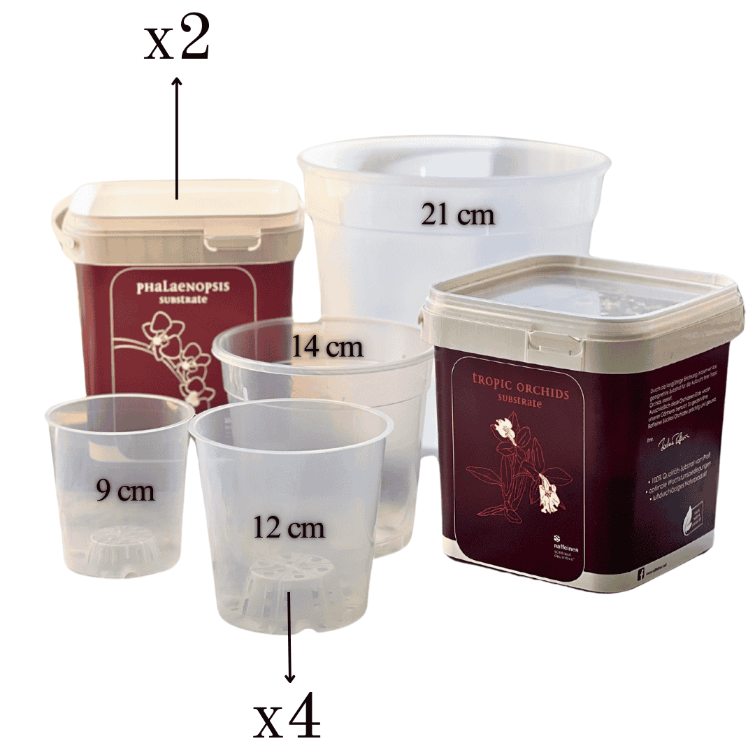 Kit Rinvaso Orchidee -