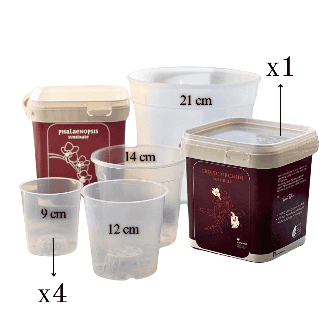 Kit Rinvaso Orchidee -