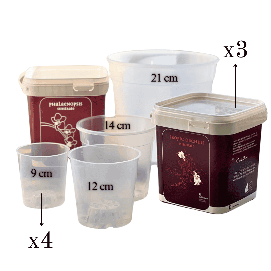 Kit Rinvaso Orchidee -