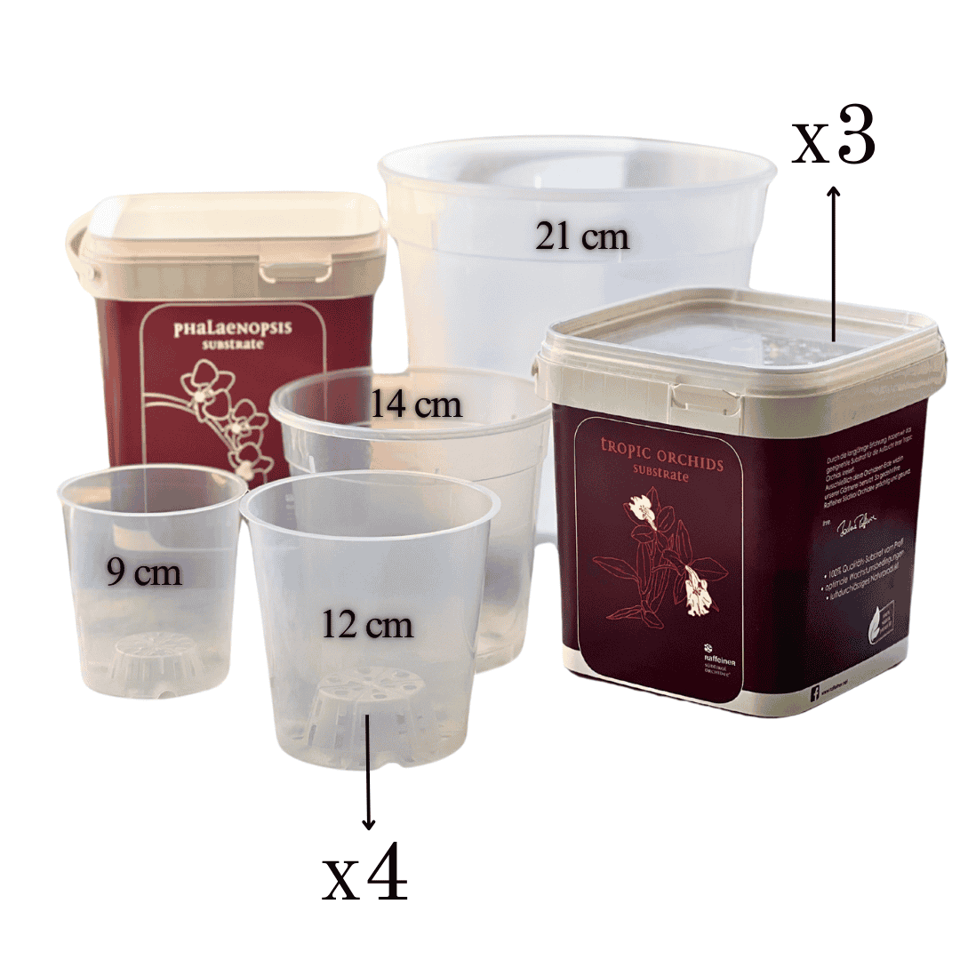 Kit Rinvaso Orchidee -