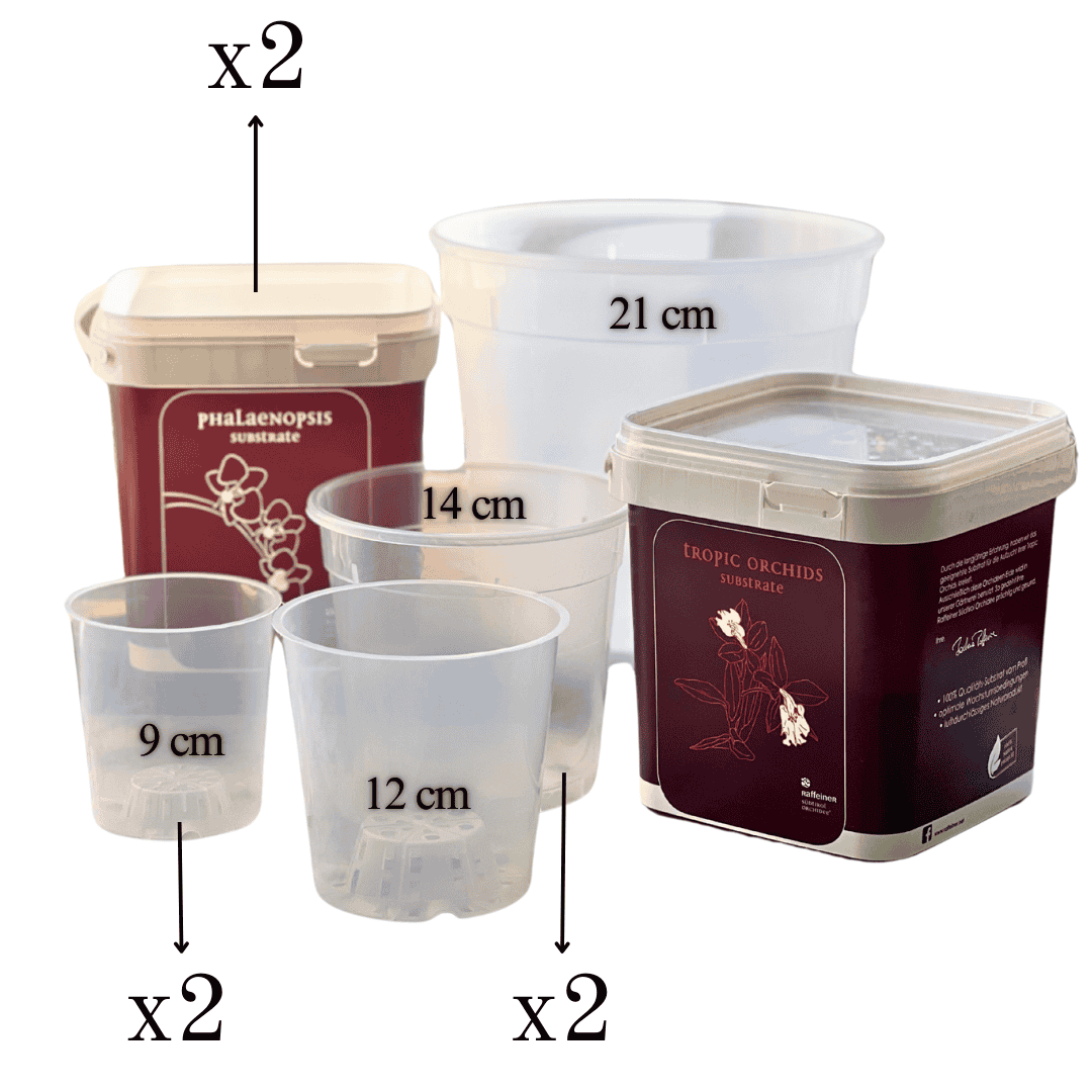 Kit Rinvaso Orchidee -