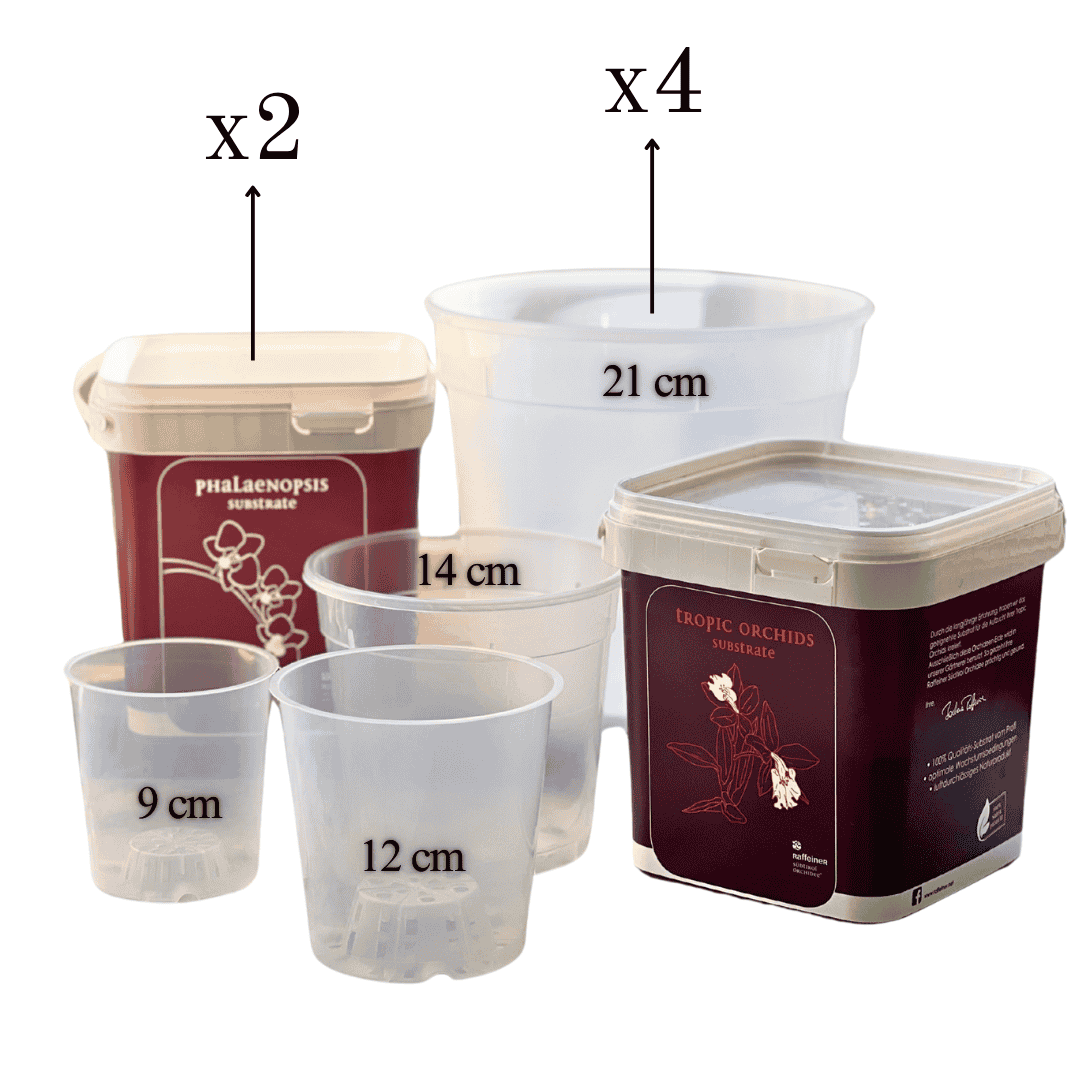 Kit Rinvaso Orchidee -