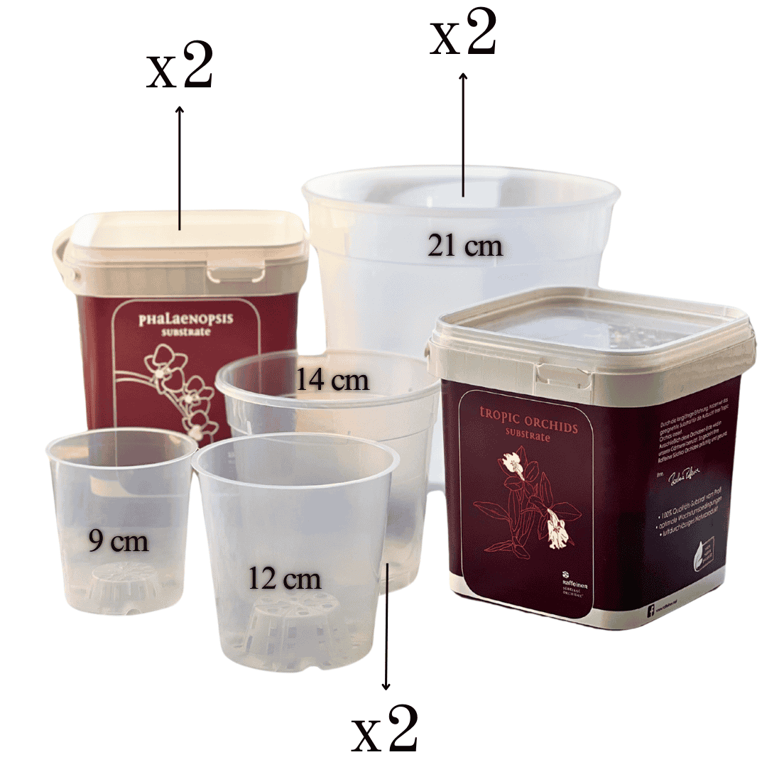 Kit Rinvaso Orchidee -