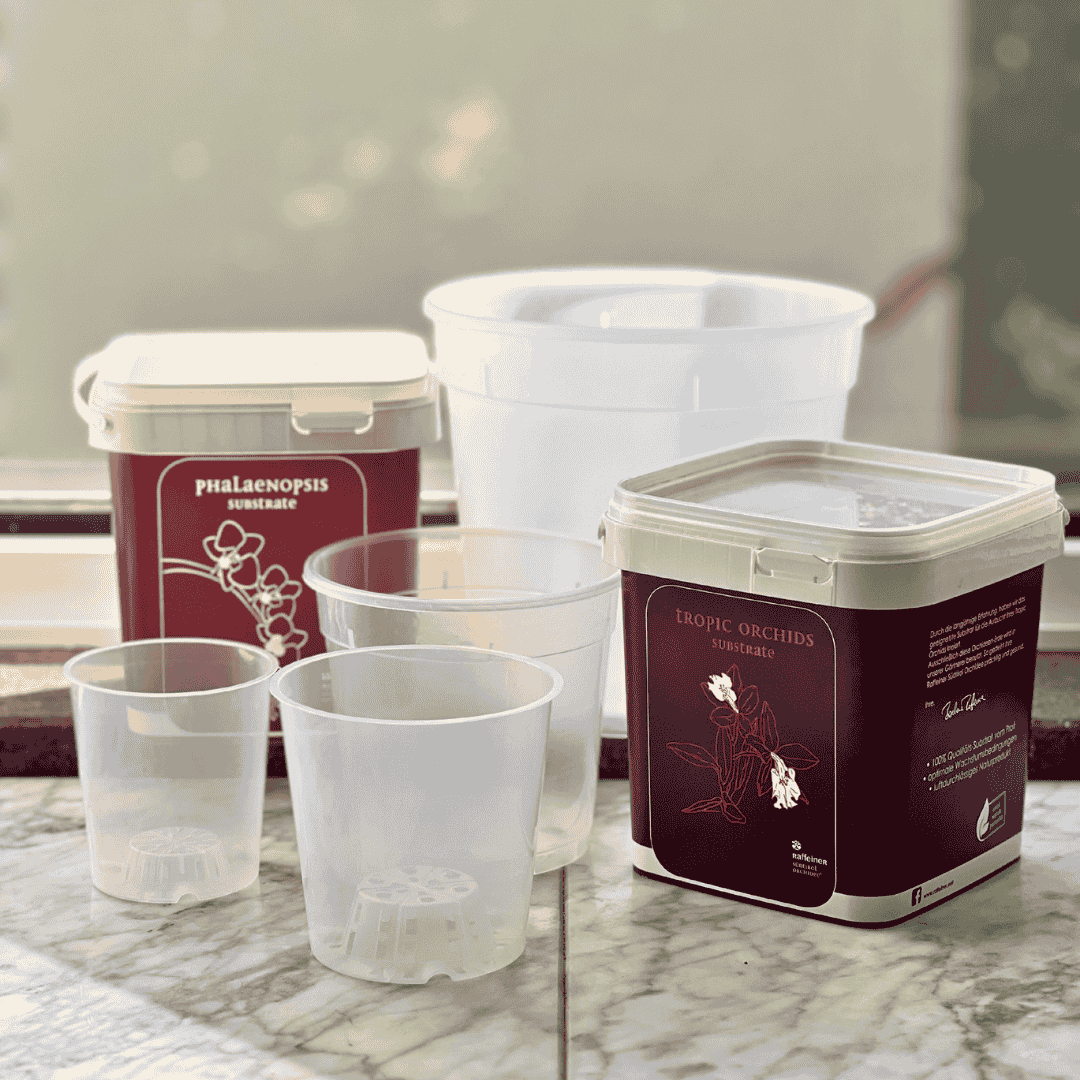 Kit Rinvaso Orchidee -