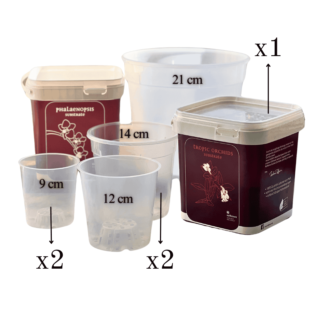 Kit Rinvaso Orchidee -