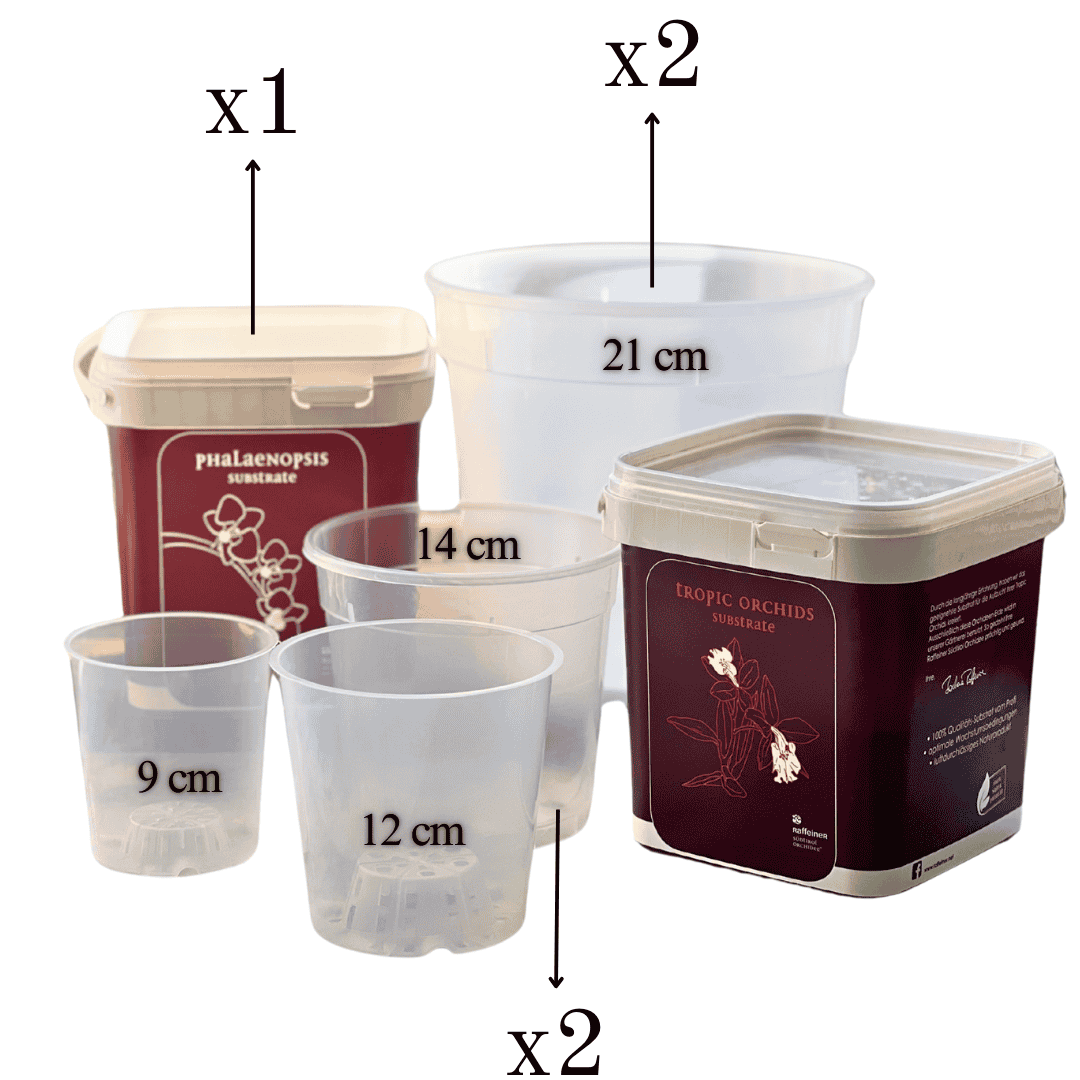 Kit Rinvaso Orchidee -