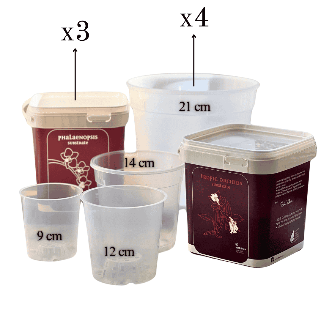 Kit Rinvaso Orchidee -