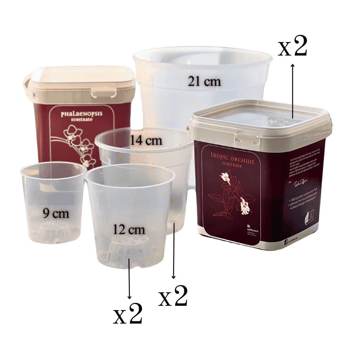 Kit Rinvaso Orchidee -