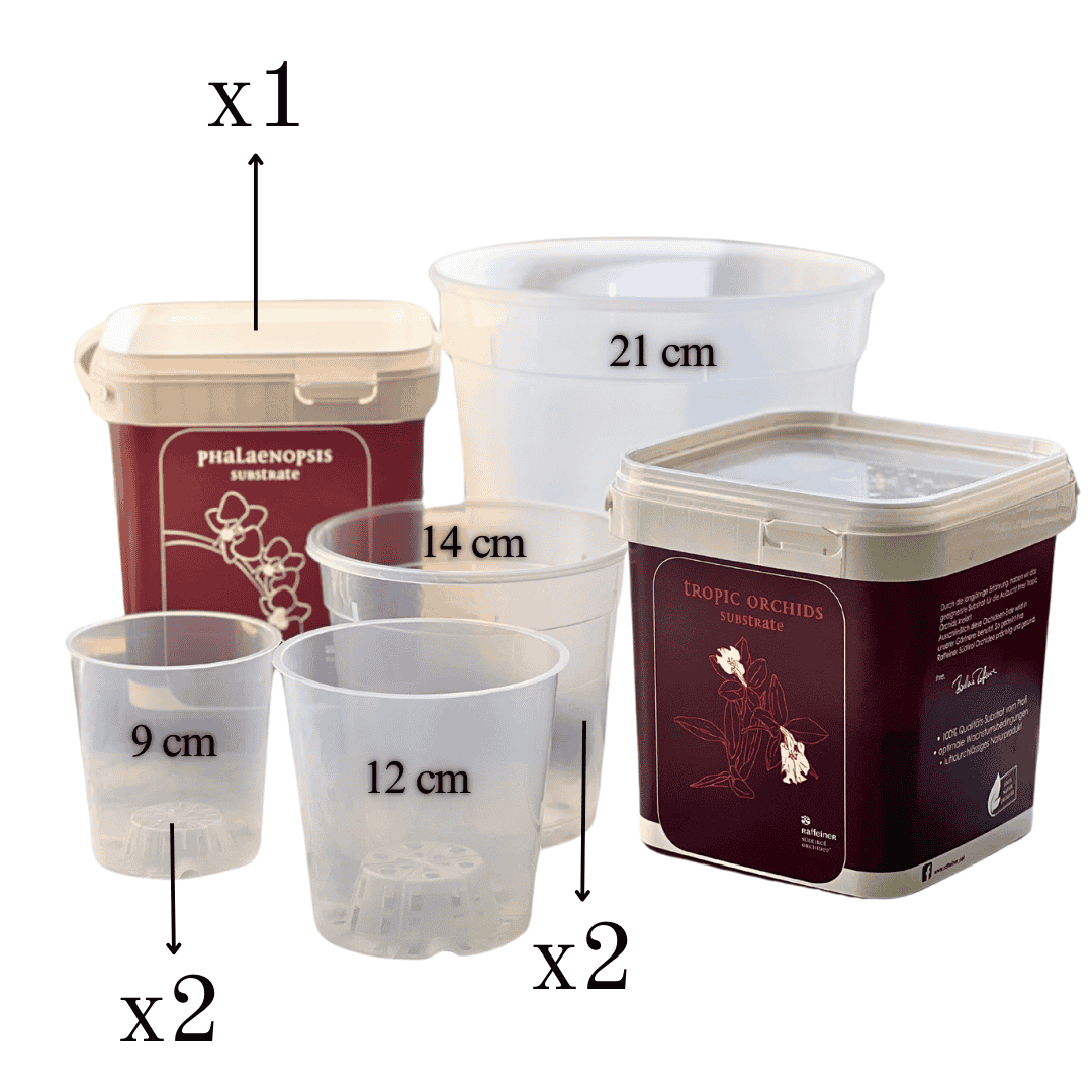 Kit Rinvaso Orchidee -
