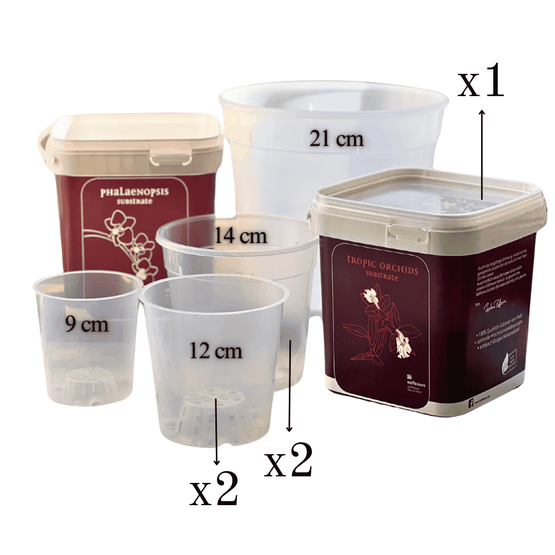 Kit Rinvaso Orchidee -