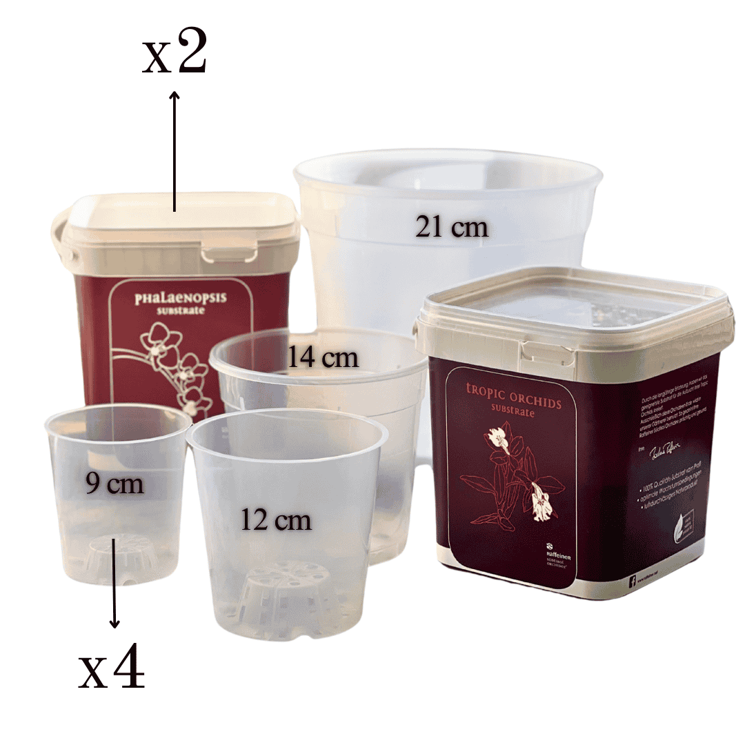 Kit Rinvaso Orchidee -