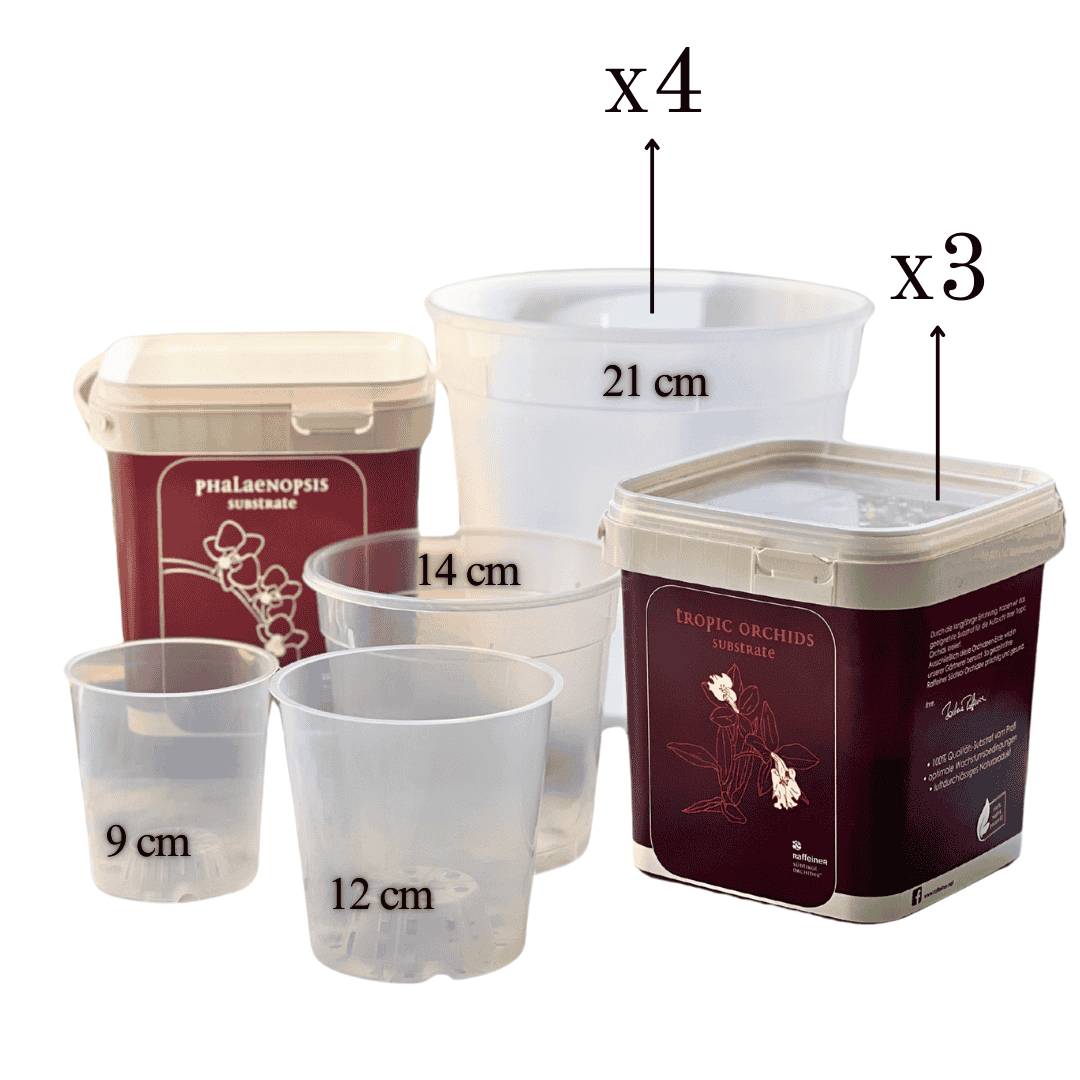 Kit Rinvaso Orchidee -