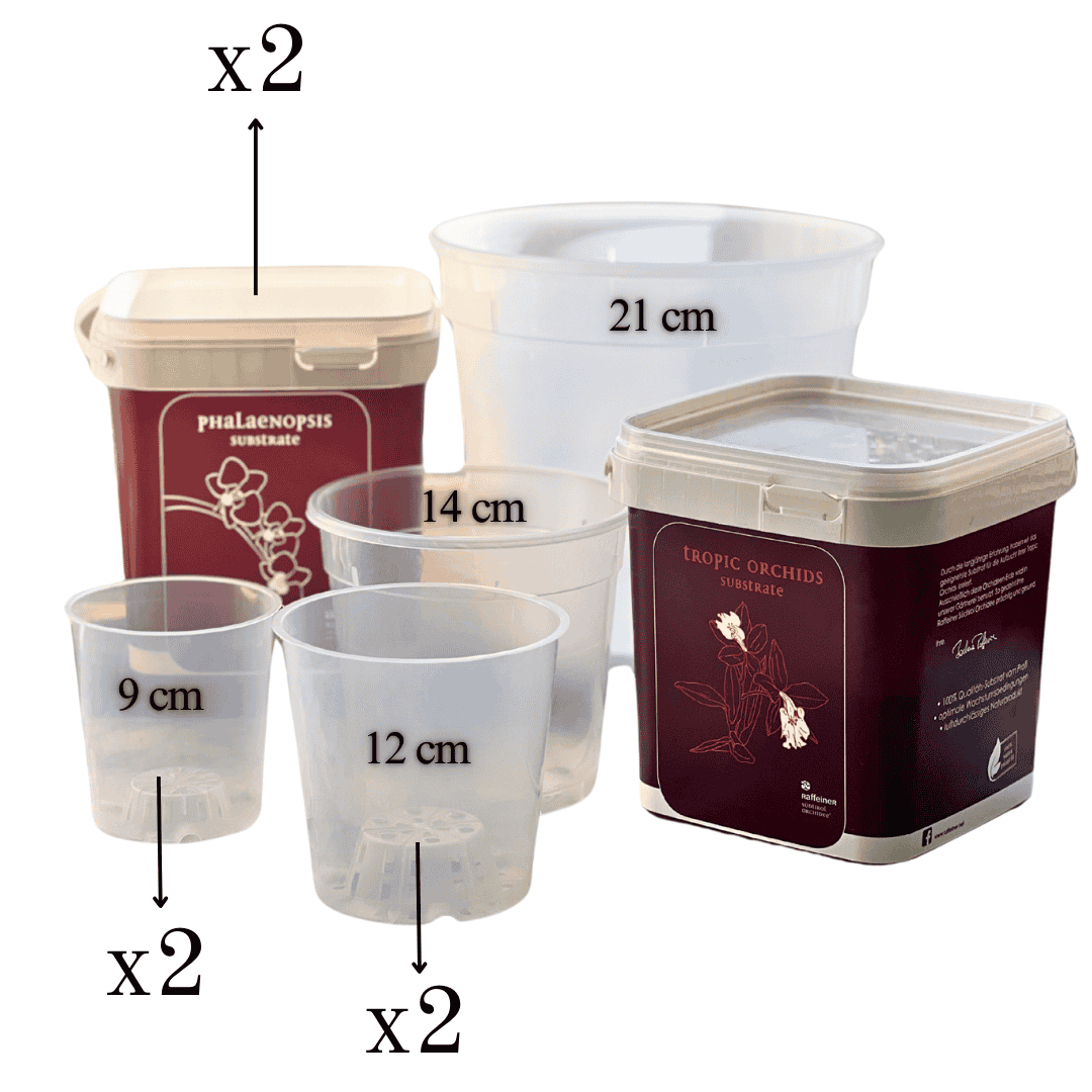Kit Rinvaso Orchidee -