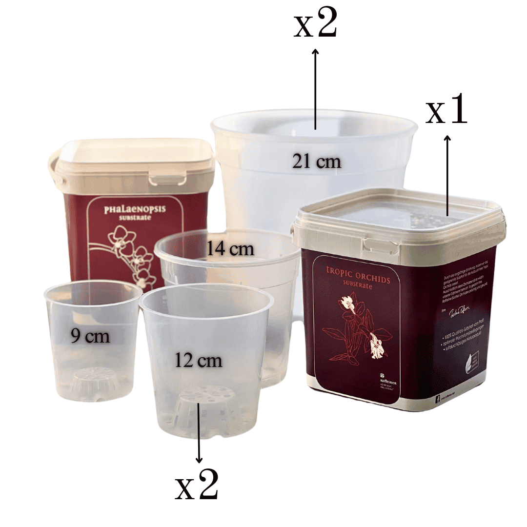 Kit Rinvaso Orchidee -