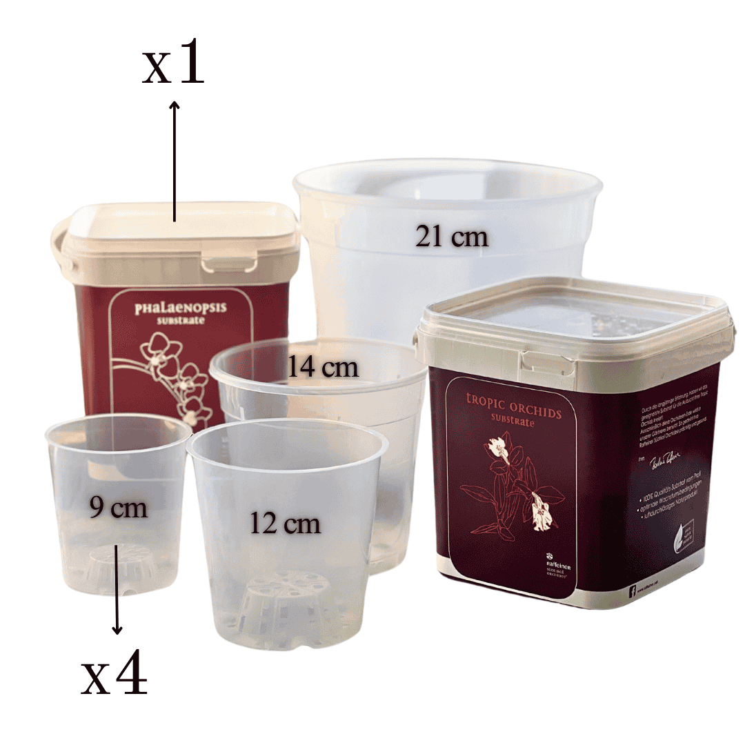 Kit Rinvaso Orchidee -